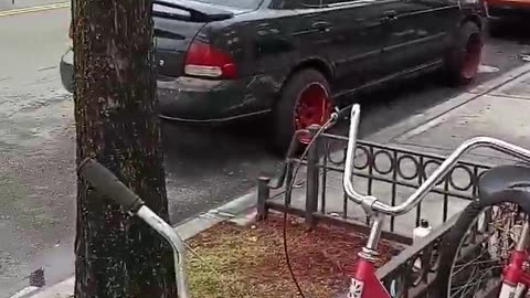 NYC Migrants owning vehicles With NJ and NYC License plates & registration insurance WHAT GIVES !/?