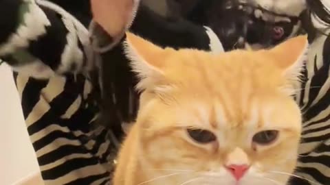 Cat Is Having A Bad Hairday
