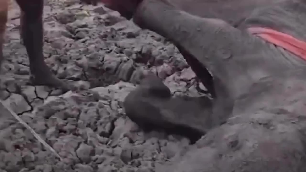 I just want to thank these amazing humans for saving this mom and her baby🐘