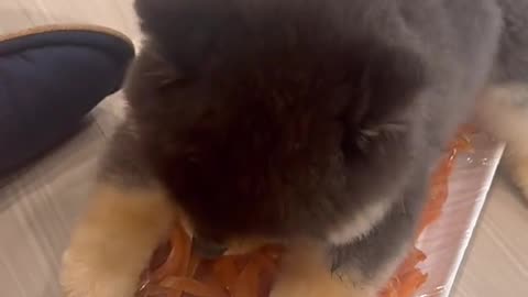 Dog's Comedy Videos 🤣 so cute videos 😍 funny pictures 😂 so cute Live Camera HD video 🙃