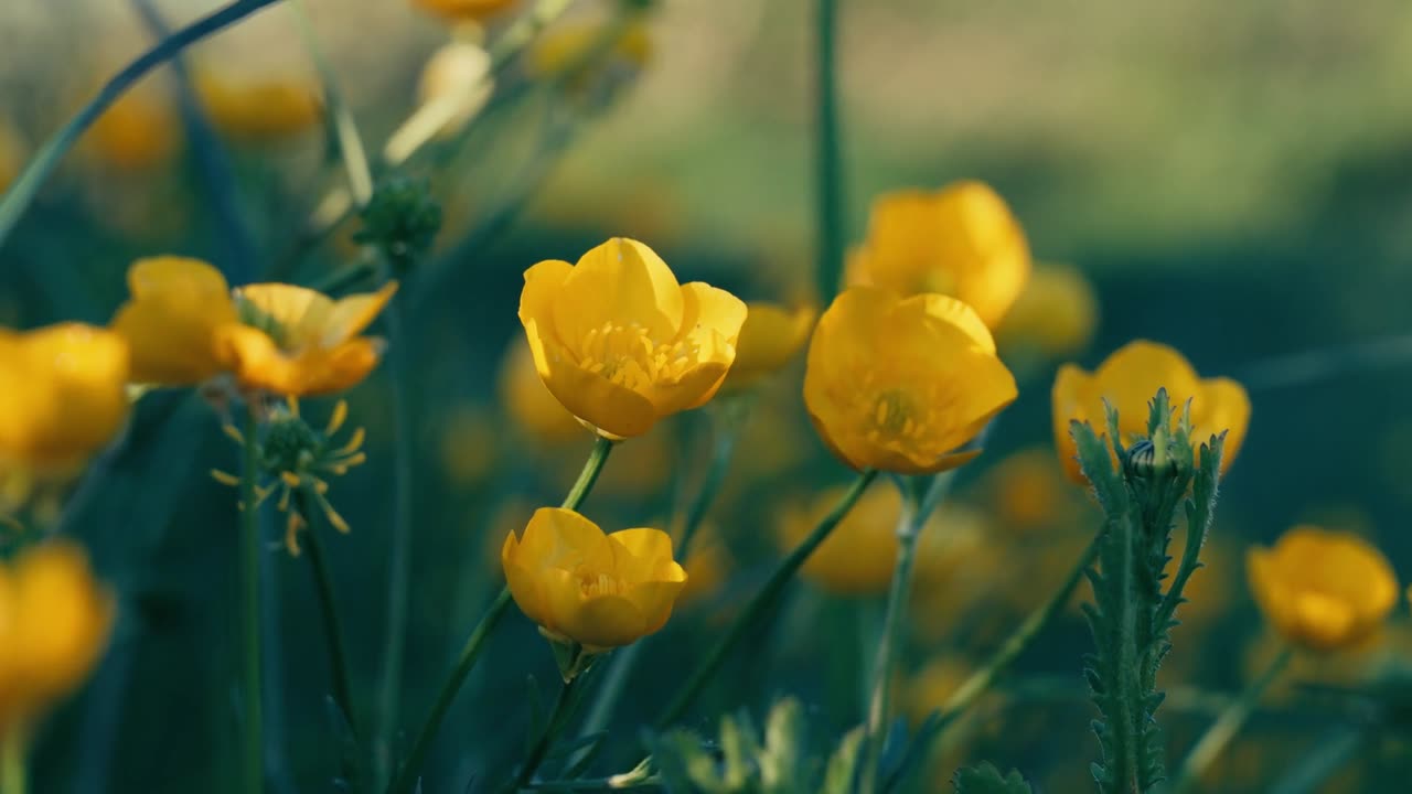 Flowers tulips petals