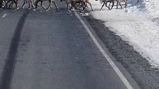 Wild Raindeer crossing road in Kamchatka, Russia