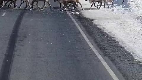 Wild Raindeer crossing road in Kamchatka, Russia