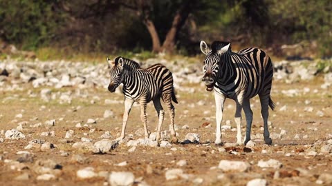 Playful Foal Zebra in the wild