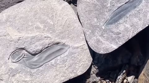 🦖😂 You Won't Believe This Dinosaur's Protection! | FunFM