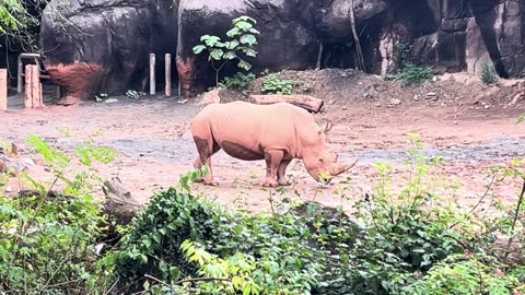 Zebra & Rhino