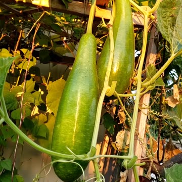 Bottle gourds # vegetablegarden