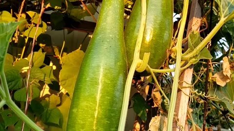 Bottle gourds # vegetablegarden