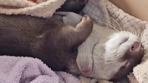 🐻💕 Mama Otter Adores Her Newborn Baby! | FunFM