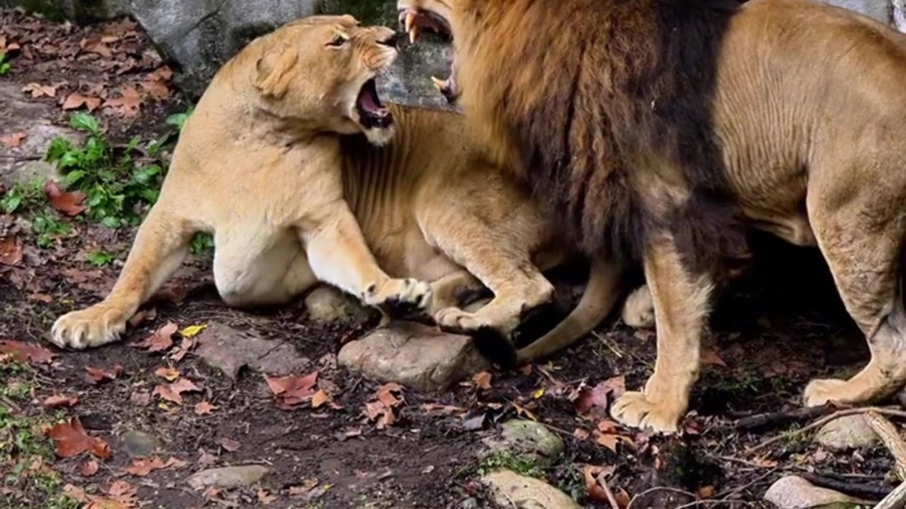 Natural Lion Fight Animal next part