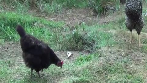 hen