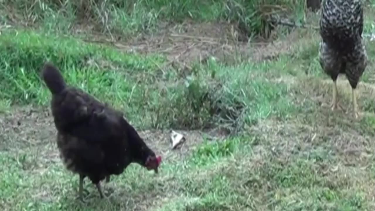 hen