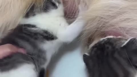 Golden Retriever Adopts Stray Kittens! �❤️ #DogDad
