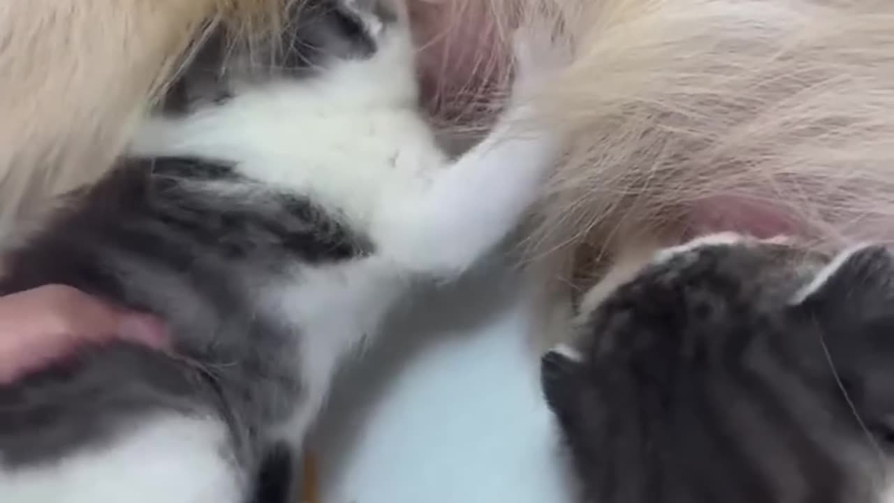 Golden Retriever Adopts Stray Kittens! �❤️ #DogDad