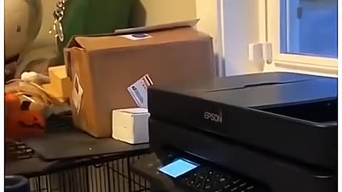 funny cat and dog video's
