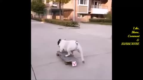 🤣 Cute and Funny Animal Videos 🤣
