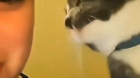 Warning: This Cat Has a Black Belt in Slapping 😂