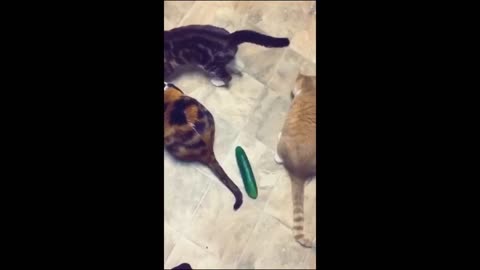 funnier video of cats