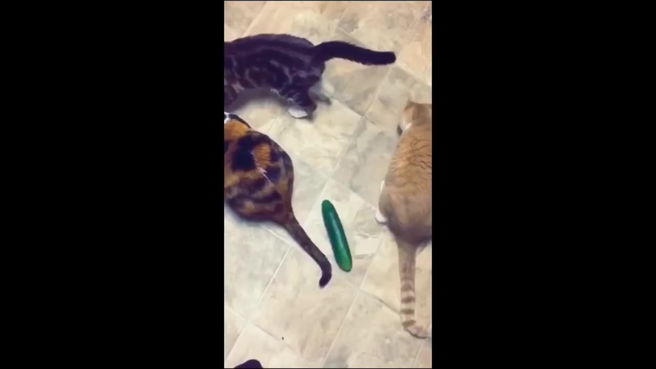funnier video of cats