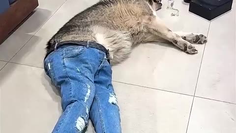 🐕🐕🐕🤣🤣🤣🔥🔥🔥