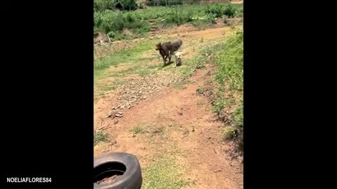 funniest-animals-video-2025-youll-be-laughing-nonstop-for-30-minutes