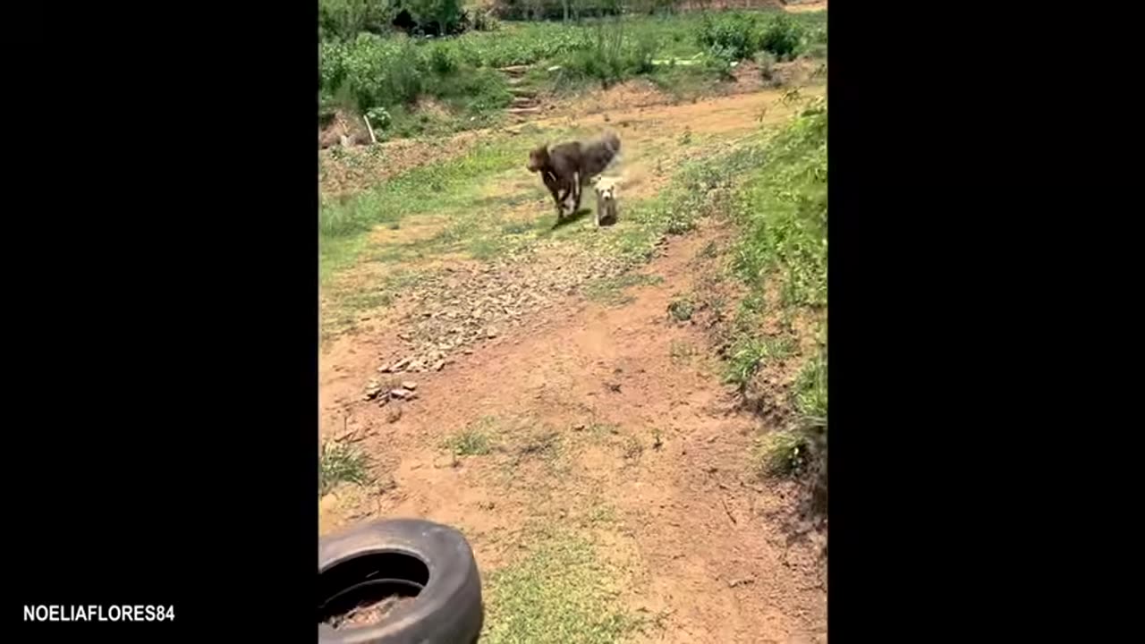 funniest-animals-video-2025-youll-be-laughing-nonstop-for-30-minutes