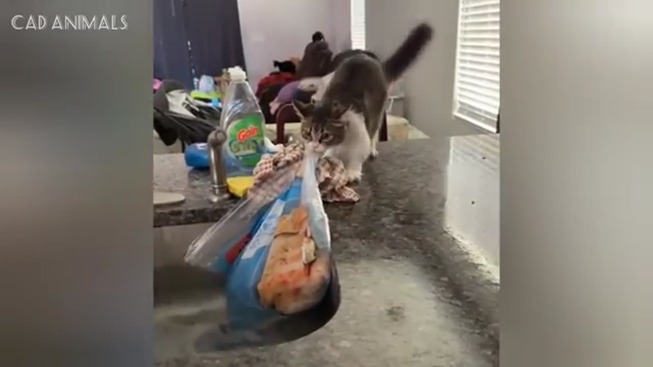 TRY NOT TO LAUGH 😆 Best Funny Videos Compilation 😂😁😆 Memes.