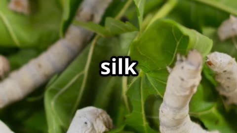🧬🕸️ Silkworms in Biotechnology – Nature’s Thread, Medicine’s Future! 🐛💉
