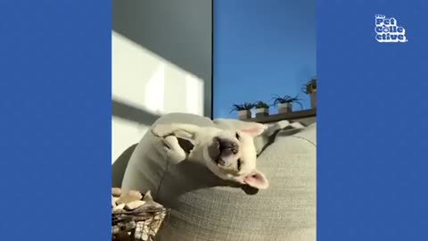 30 Minutes of the World's CUTEST Puppies! 🐶💕
