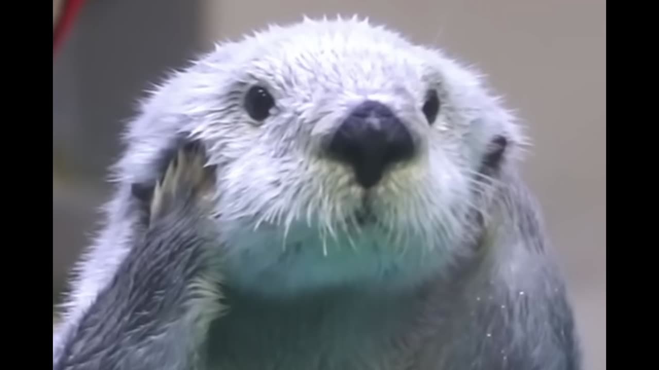 The Tale of the Astounded Sea Otter