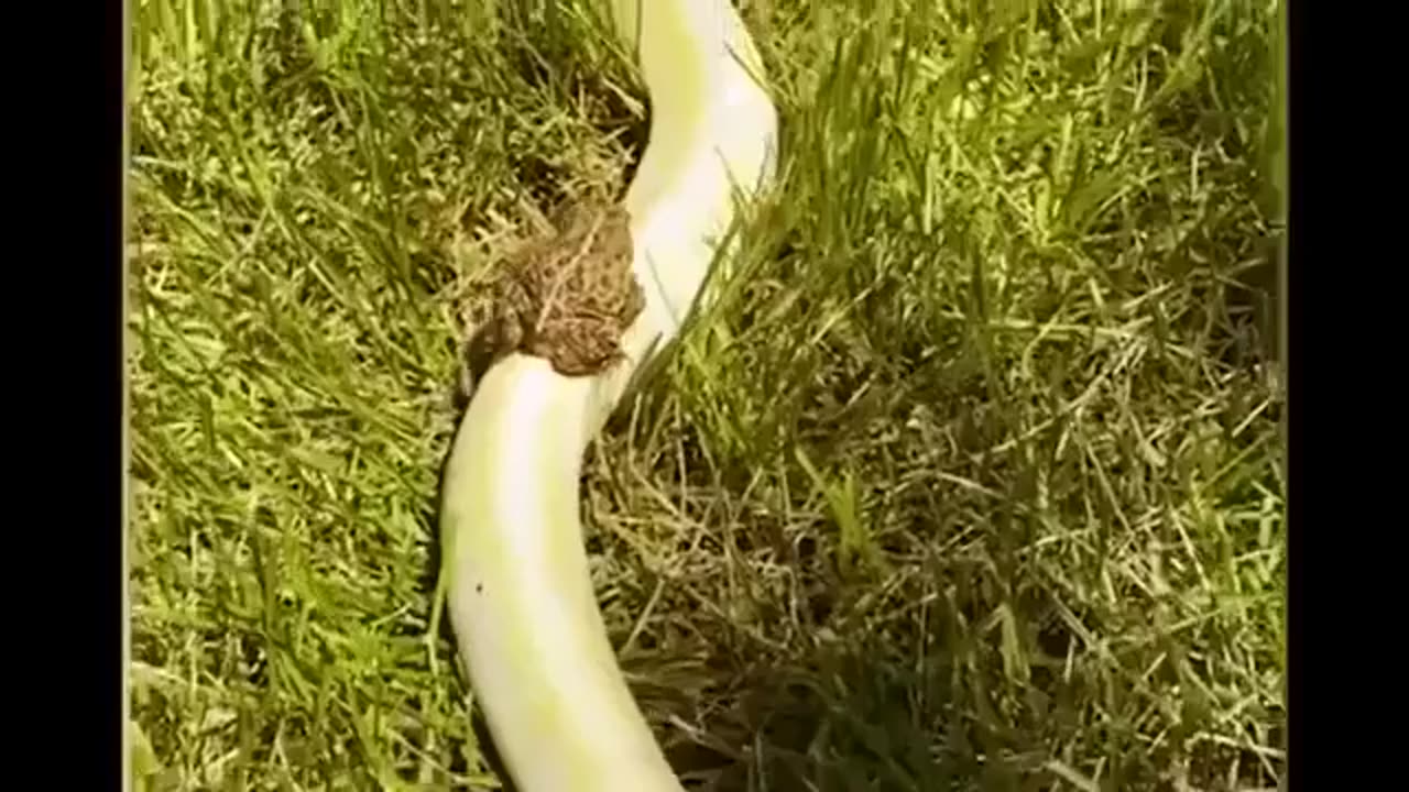 Dune Frog