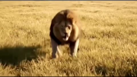 Lion ka atitude