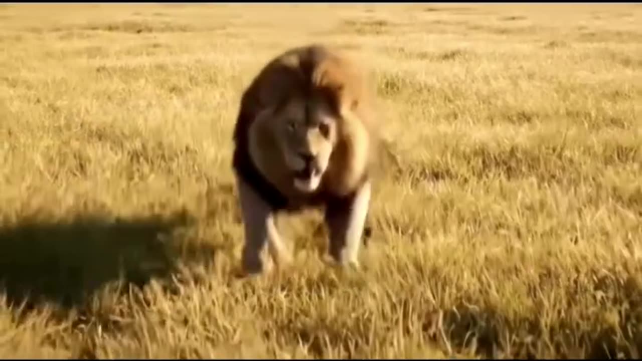 Lion ka atitude