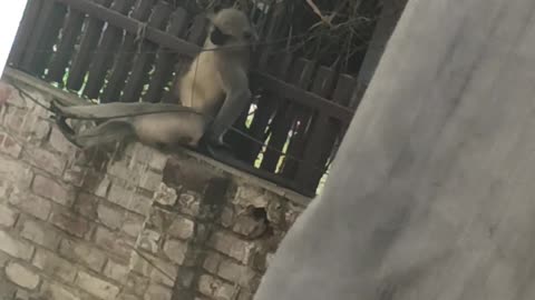 "Lazy Monkey Vibes 🐒 | Cutest Monkey Relaxing Like a Human!"