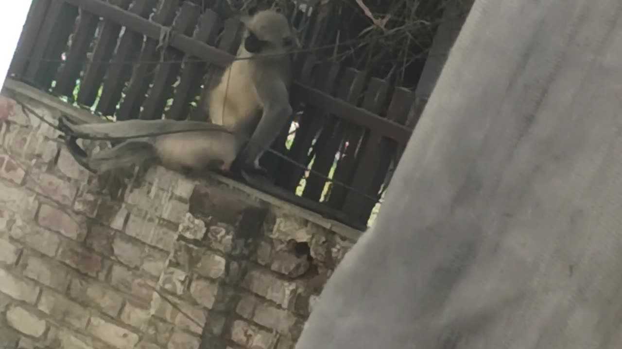 "Lazy Monkey Vibes 🐒 | Cutest Monkey Relaxing Like a Human!"