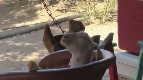 Goat Relaxes On Patio Chair