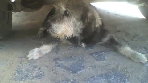 Dog under the car resting due to the strong sun, it's a relaxing time [Nature & Animals]