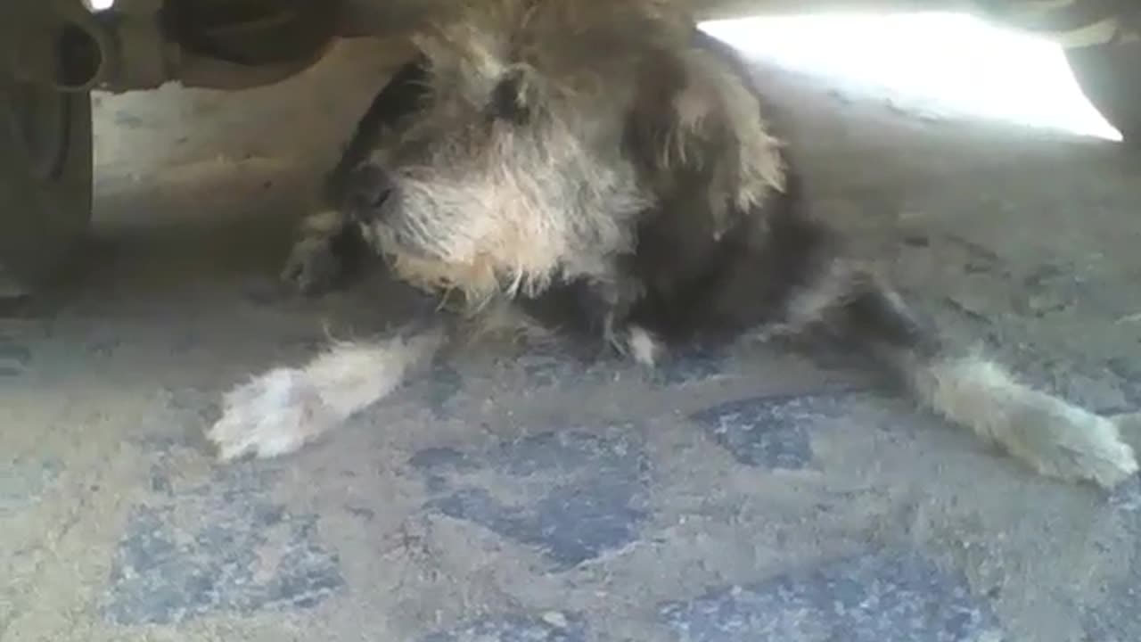 Dog under the car resting due to the strong sun, it's a relaxing time [Nature & Animals]