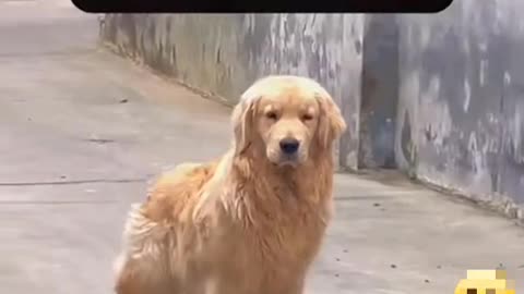 Dog funny