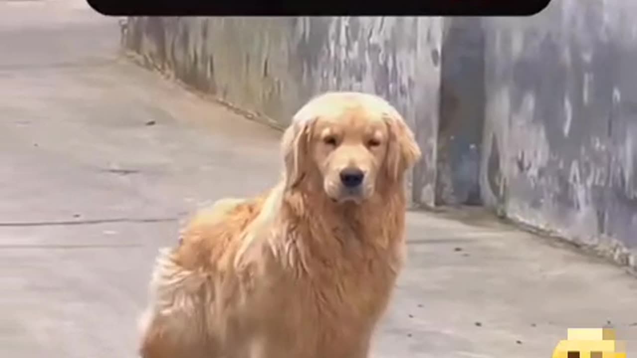Dog funny