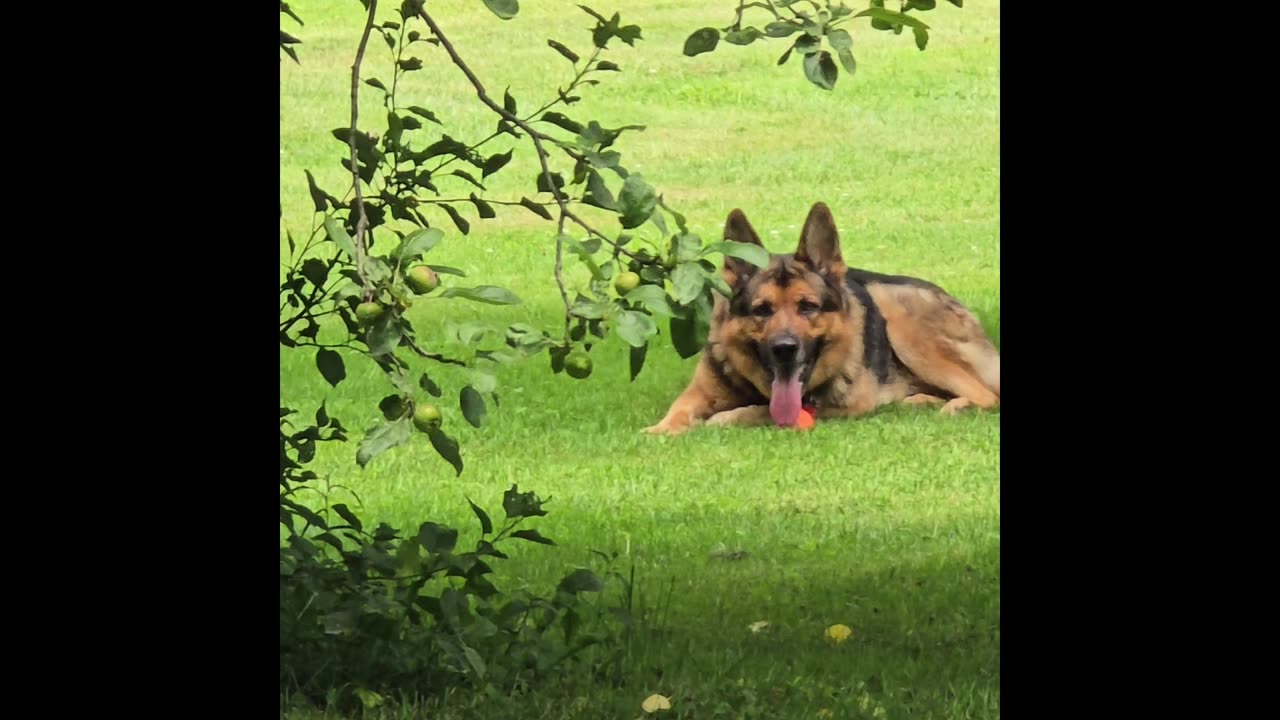 Virgil german shepherd.