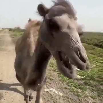 Camel’s reaction to being tricked into eating a lemon.