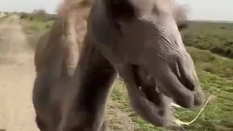 Camel’s reaction to being tricked into eating a lemon.