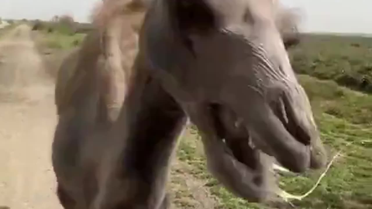 Camel’s reaction to being tricked into eating a lemon.