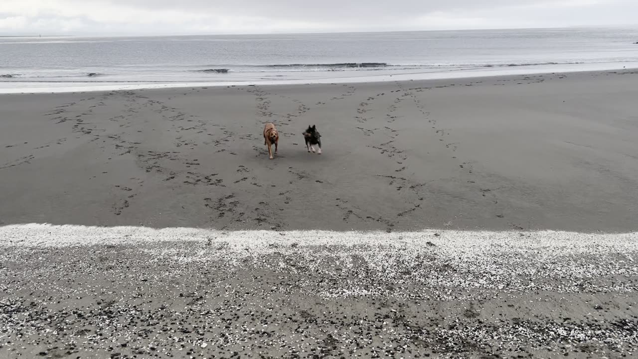 fun at the beach 329084209842