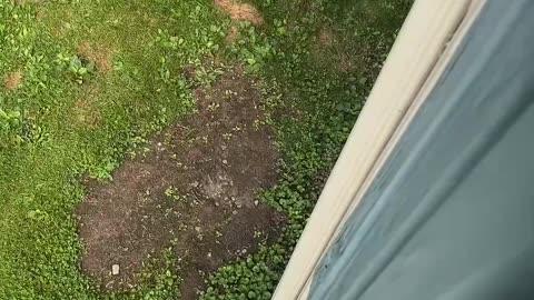 Cat Lounges On Gutter