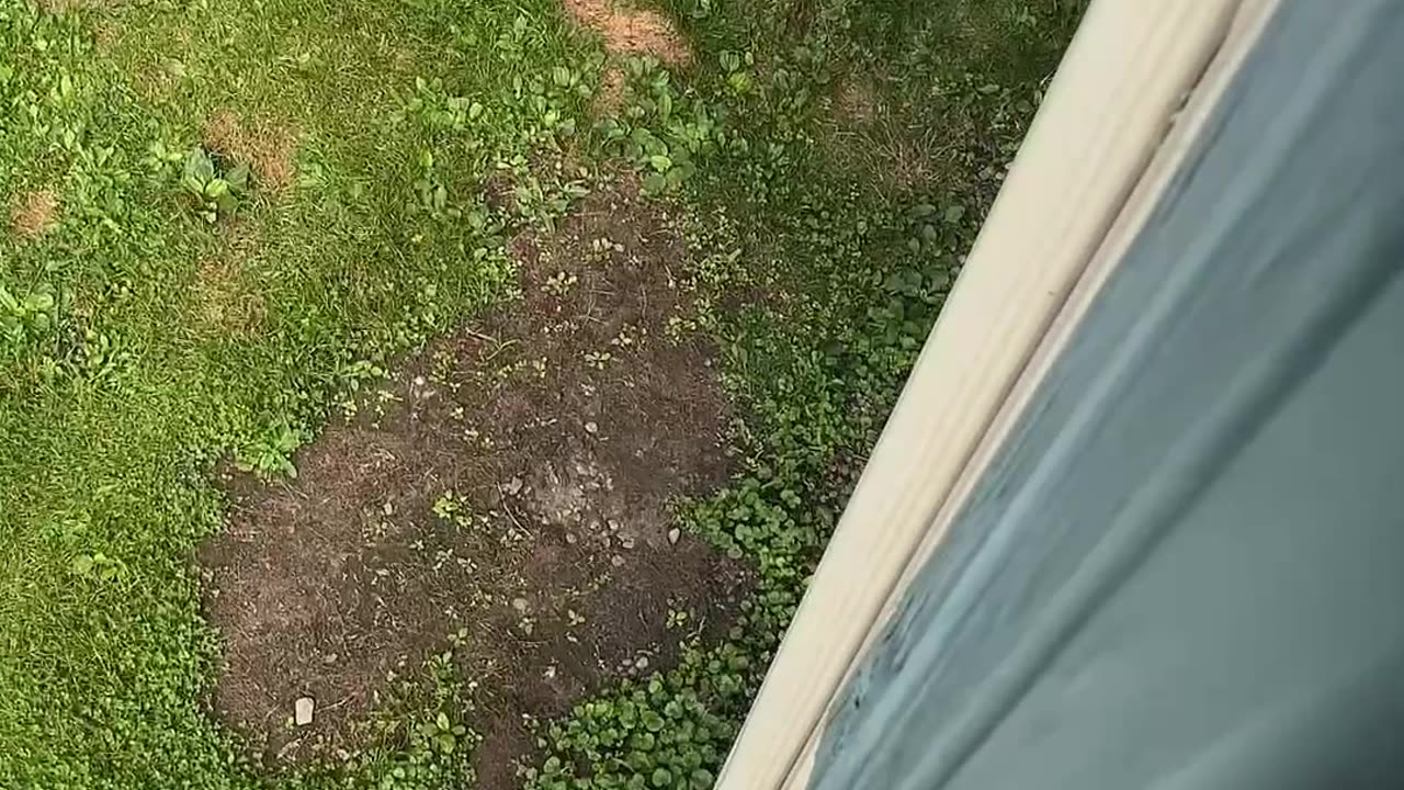 Cat Lounges On Gutter