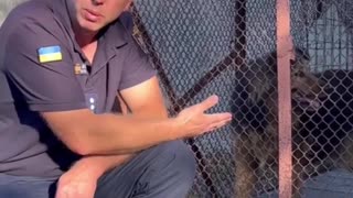 🐶💔 Ukraine Russia War | Jessy the Dog Rescued After Kyiv Attack | RCF