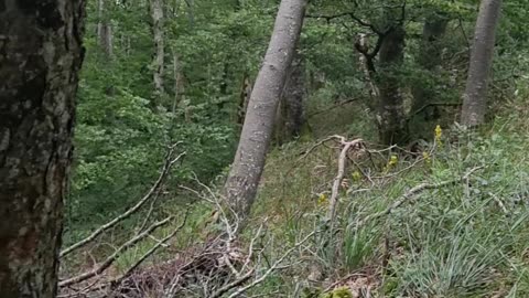 Grappa Found in a Forest in Switzerland
