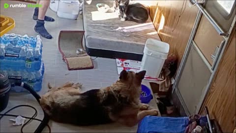 💪🐾Muscles😻🐶Furry🐈